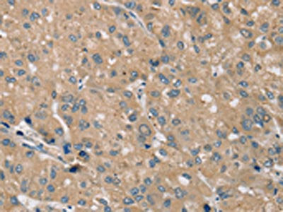 PRAF2 Antibody