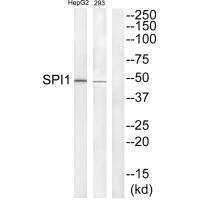 SPI1 Antibody