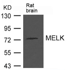 MELK Antibody