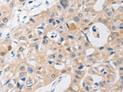 P2RY11 Antibody