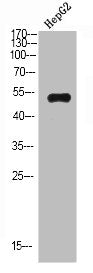 IGHM Antibody