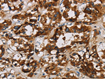 BCL2L12 Antibody
