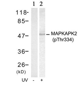 Phospho-MAPKAPK2 (Thr334) Antibody