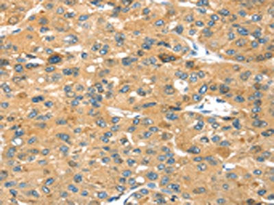 SEPP1 Antibody