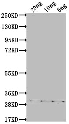 ASY3 Antibody