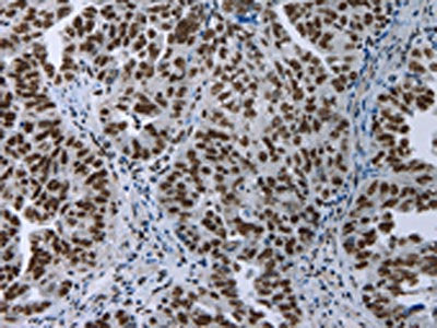 ELN Antibody