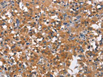 COX5A Antibody