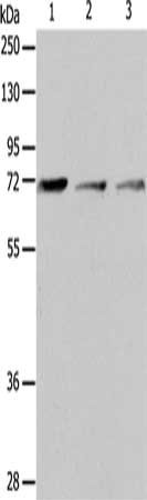IL18RAP Antibody