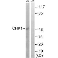 CHEK1 (Ab-280) Antibody