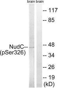 Phospho-NUDC (Ser326) Antibody