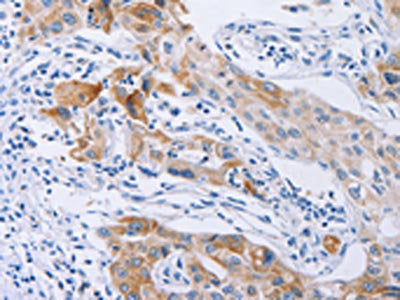 CDC27 Antibody