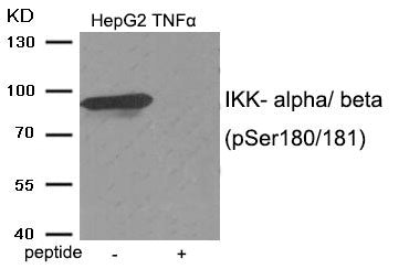 Phospho-CHUK/IKBKB (Ser180/181) Antibody
