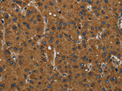 MIER2 Antibody
