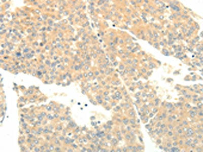 SOX2 Antibody