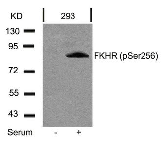 Phospho-FOXO1 (Ser256) Antibody