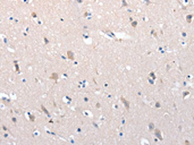 YWHAG Antibody