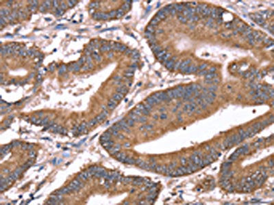 HRG Antibody