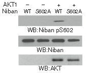 Phospho-FAM129A (Ser602) Antibody