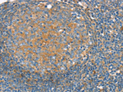 SNX3 Antibody