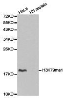 Histone H3K79me1 Antibody