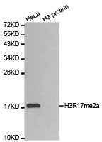 Histone H3R17me2a Antibody