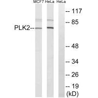 PLK2 Antibody