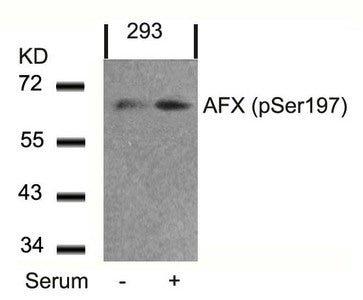 Phospho-FOXO4 (Ser197) Antibody