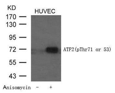 Phospho-ATF2 (Thr71 or 53) Antibody