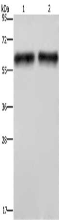 ELN Antibody