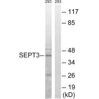 SEPT3 Antibody
