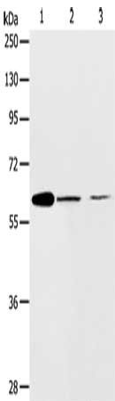 ABCE1 Antibody