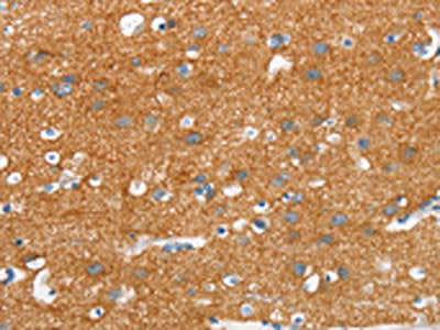 SNCA Antibody