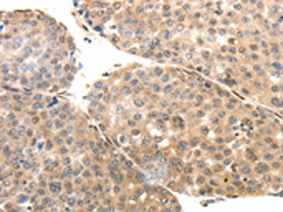 SYT7 Antibody