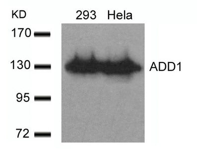 ADD1 (Ab-726) Antibody