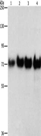 BSA Antibody