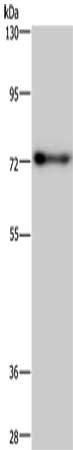 PATZ1 Antibody