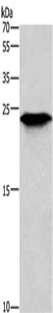 TNFRSF17 Antibody