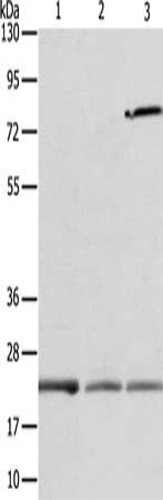 APOM Antibody
