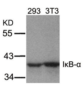 NFKBIA (Ab-32/36) Antibody