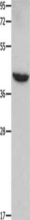 MMP28 Antibody