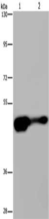 AHRR Antibody