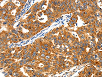 TRAF3 Antibody