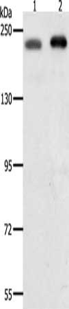 SMARCA4 Antibody