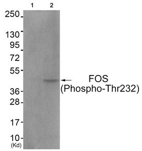 Phospho-FOS (Thr232) Antibody