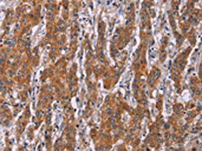 ICAM3 Antibody