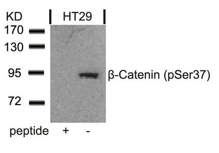 Phospho-CTNNB1 (Ser37) Antibody