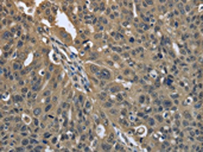 PRDX6 Antibody