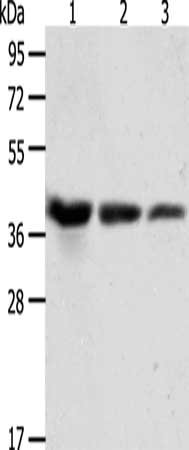 ANXA1 Antibody
