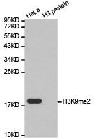 Histone H3K9me2 Antibody