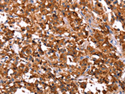 ERAS Antibody